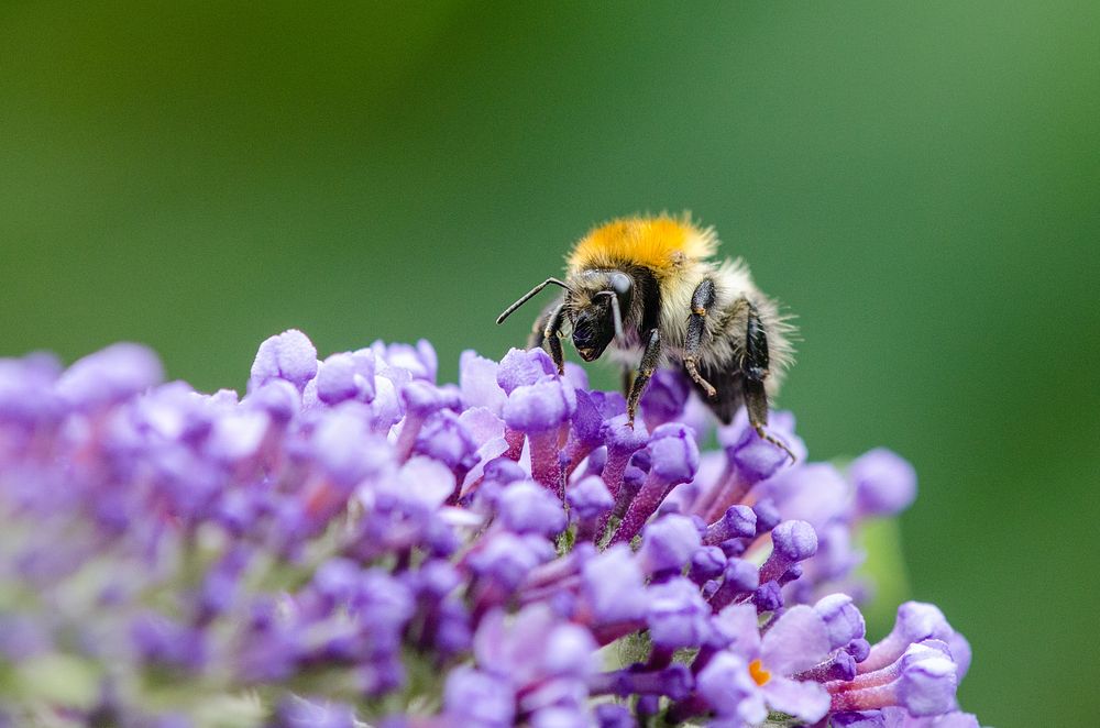 Bumblebee