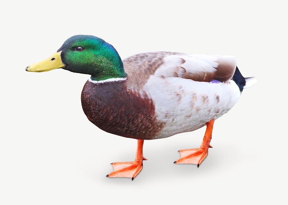 Duck image