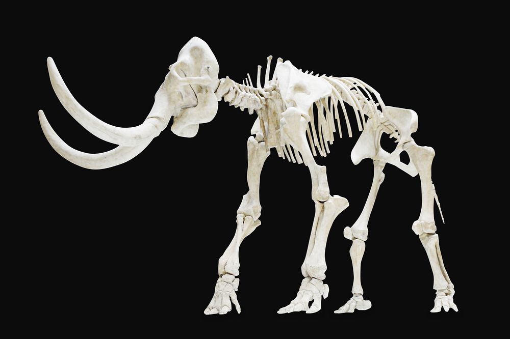 Mammoth skeleton fossil museum isolated image