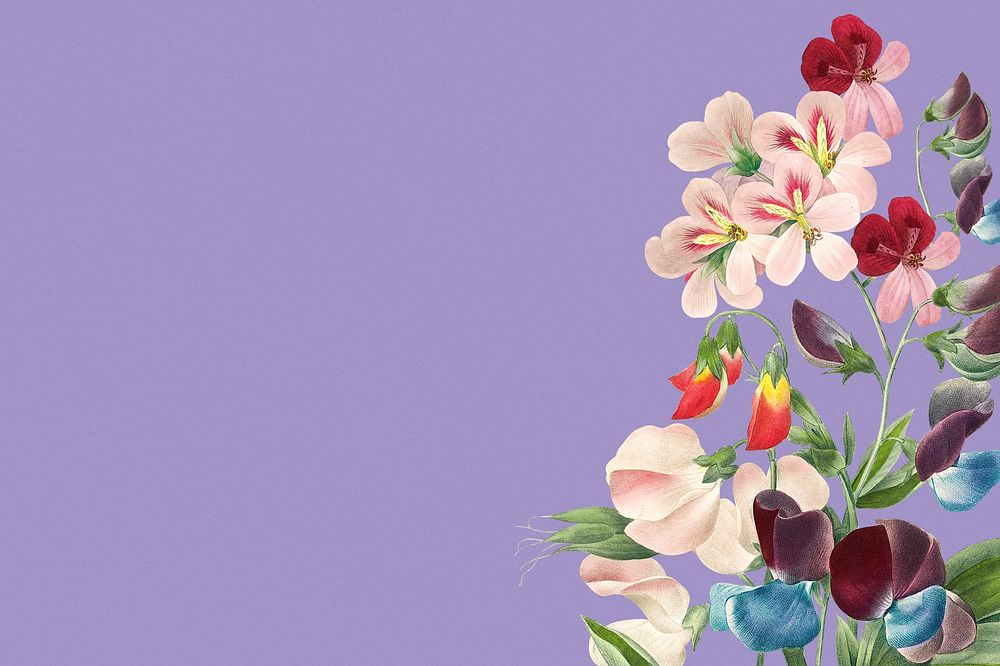 Purple background, vintage sweet pea border illustration by Pierre Joseph Redouté. Remixed by rawpixel.