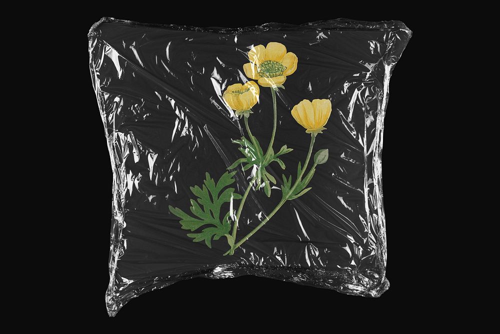 Buttercup flower, plastic wrap isolated Premium Photo rawpixel
