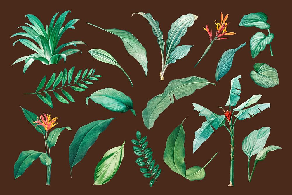 Tropical leaf illustration set psd