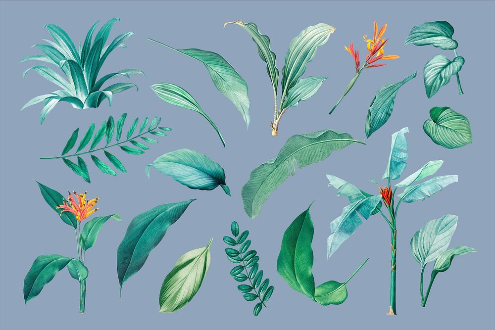 Tropical leaf illustration set psd