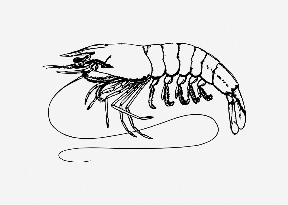 Shrimp illustration. Free public domain CC0 image.