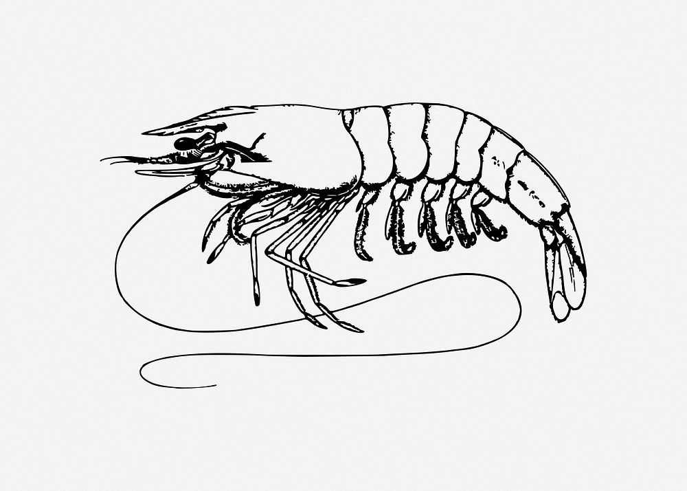 Shrimp clipart psd. Free public domain CC0 image.
