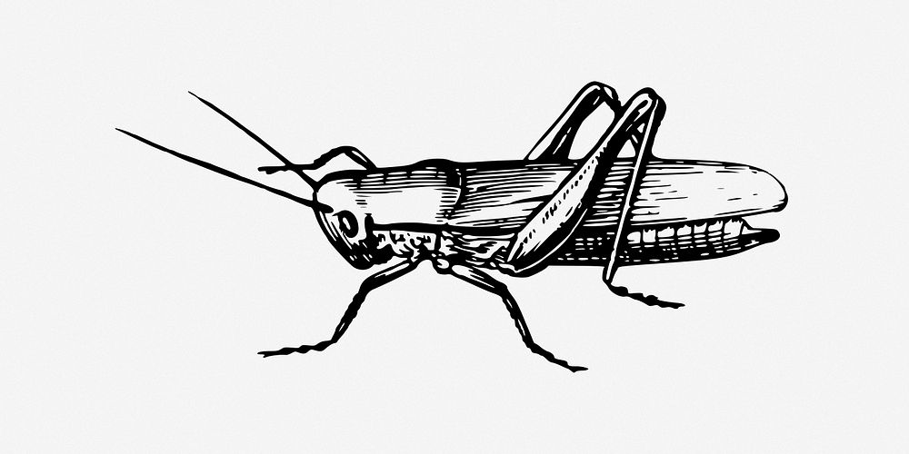 Grasshopper illustration. Free public domain CC0 image.