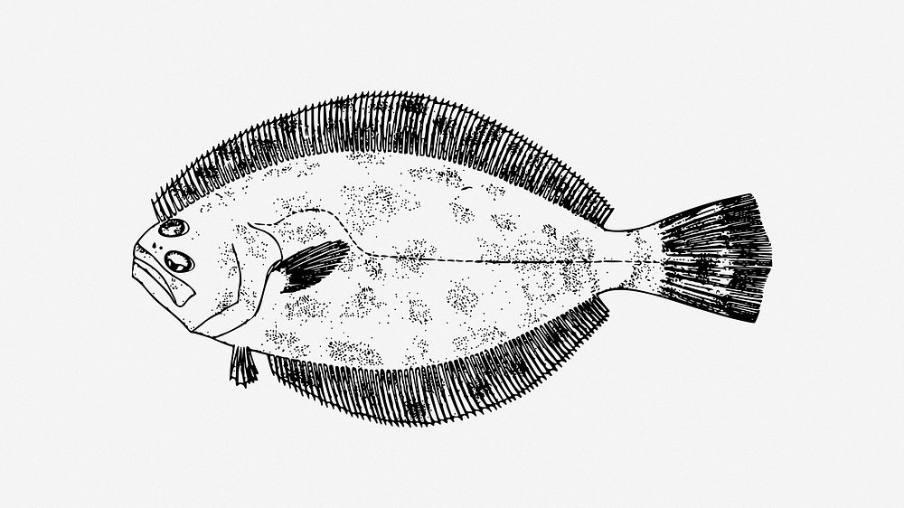 Flounder fish clip art. Free public domain CC0 image.