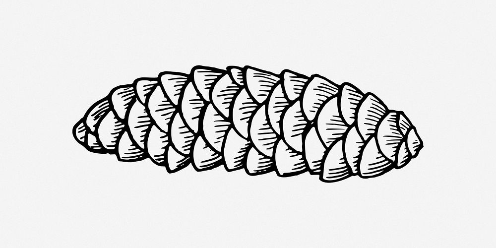 Conifer cone clip art. Free public domain CC0 image.