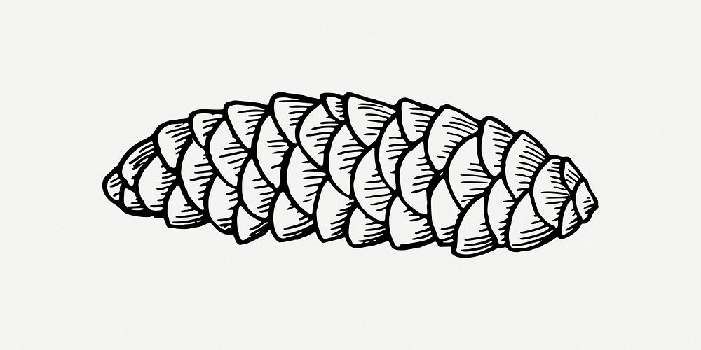 Conifer cone clip art psd. Free public domain CC0 image.
