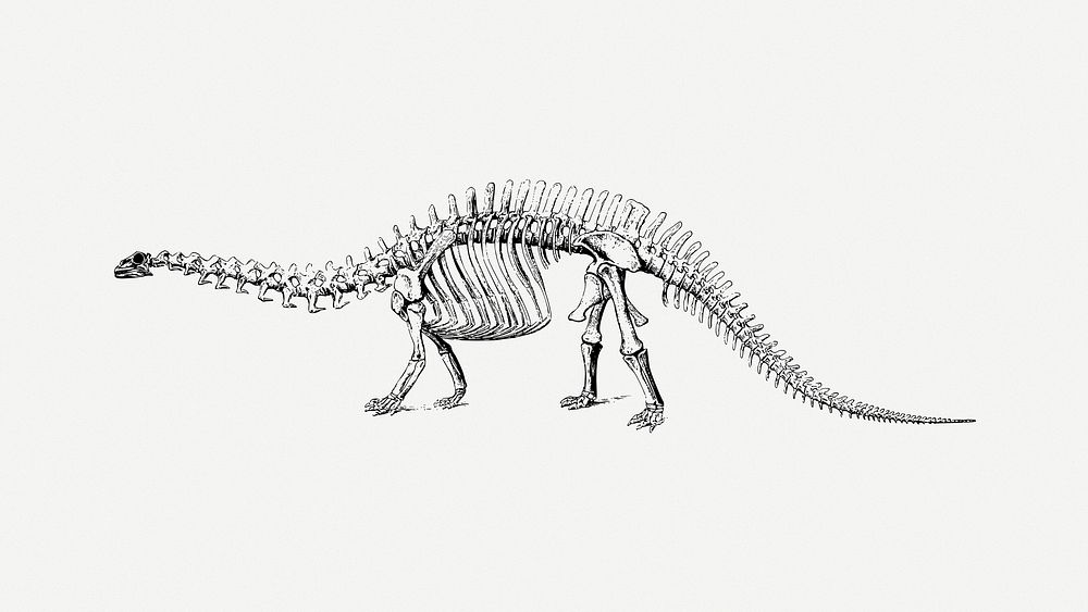 Dinosaur fossil illustration psd. Free public domain CC0 image.