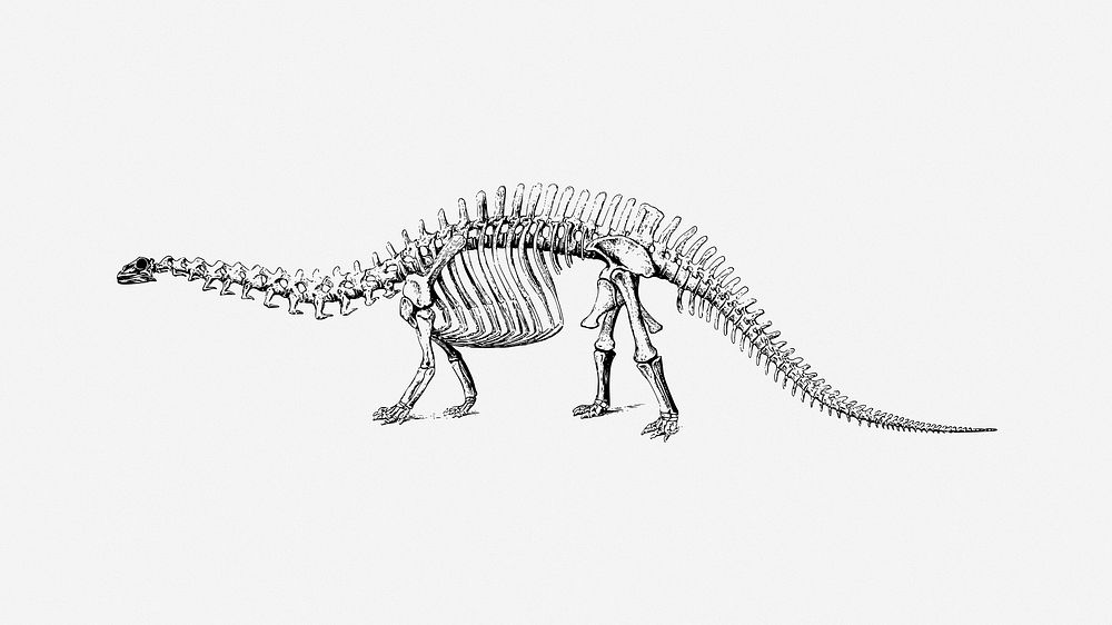 Dinosaur fossil collage element vector. Free public domain CC0 image.