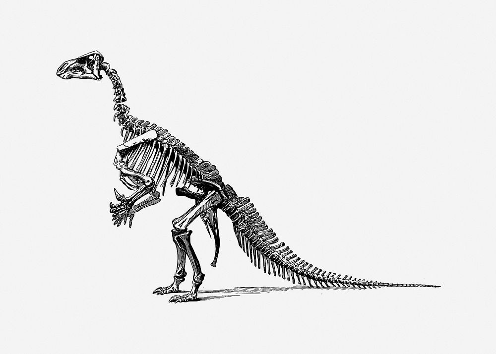 Dinosaur fossil collage element vector. Free public domain CC0 image.