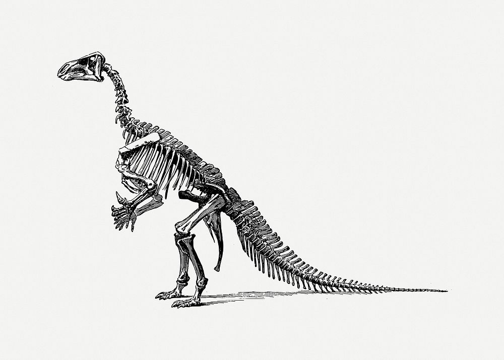 Dinosaur fossil illustration psd. Free public domain CC0 image.