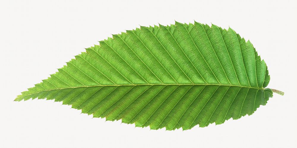 Nature green leaf isolated object 