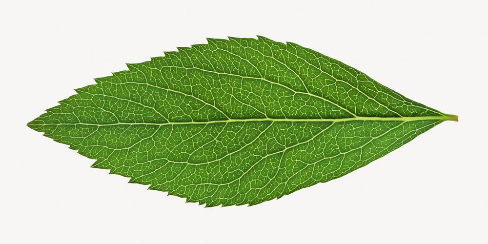 Green herbal leaf isolated object on white