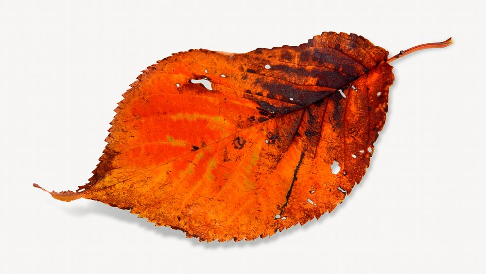 Autumn dry leaf isolated object on white