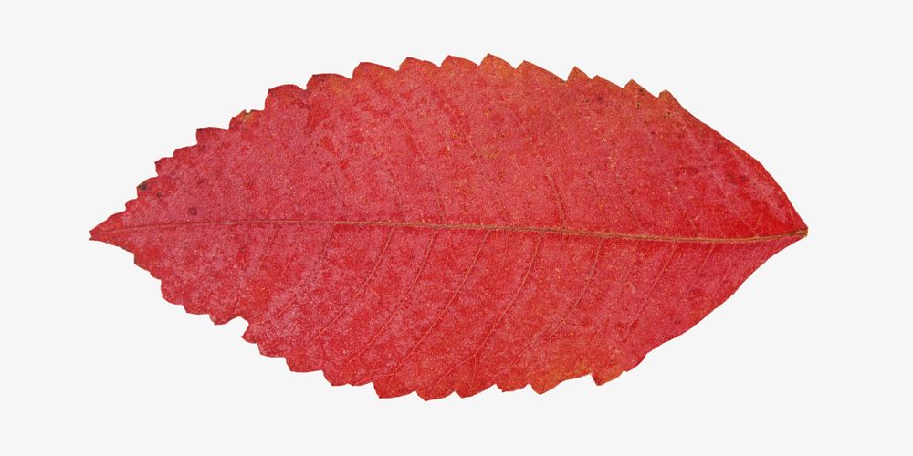 Fall red leaf isolated object on white