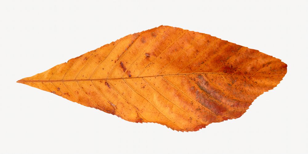 Brown dry leaf isolated object on white