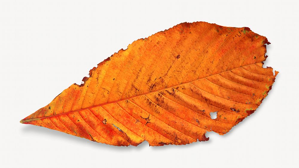 Golden Cherry leaf isolated object on white