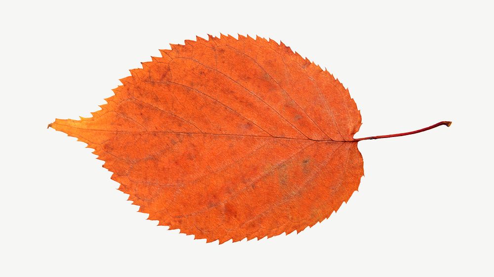 Orange dry autumn leaf collage element psd graphic psd