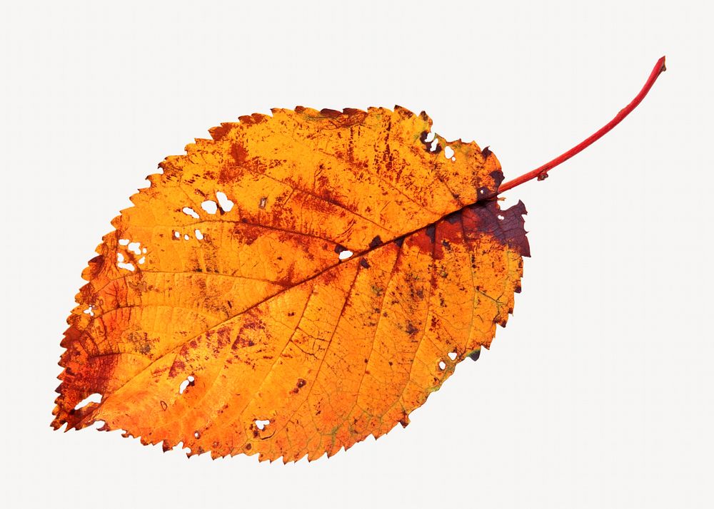 Brown dry leaf isolated object 