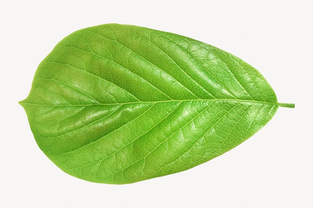 Green spring leaf  isolated object 