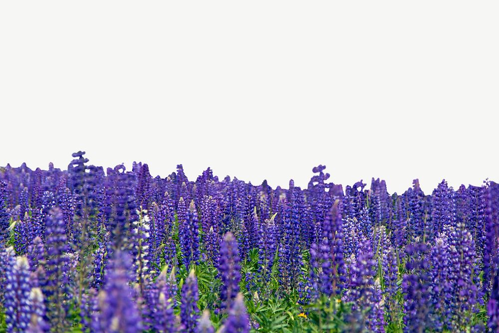 Purple lupine flower field border psd