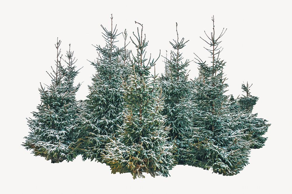 Snowy pine tree, isolated image