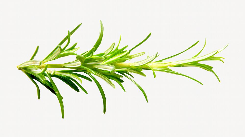 Cooking rosemary herbs isolated object