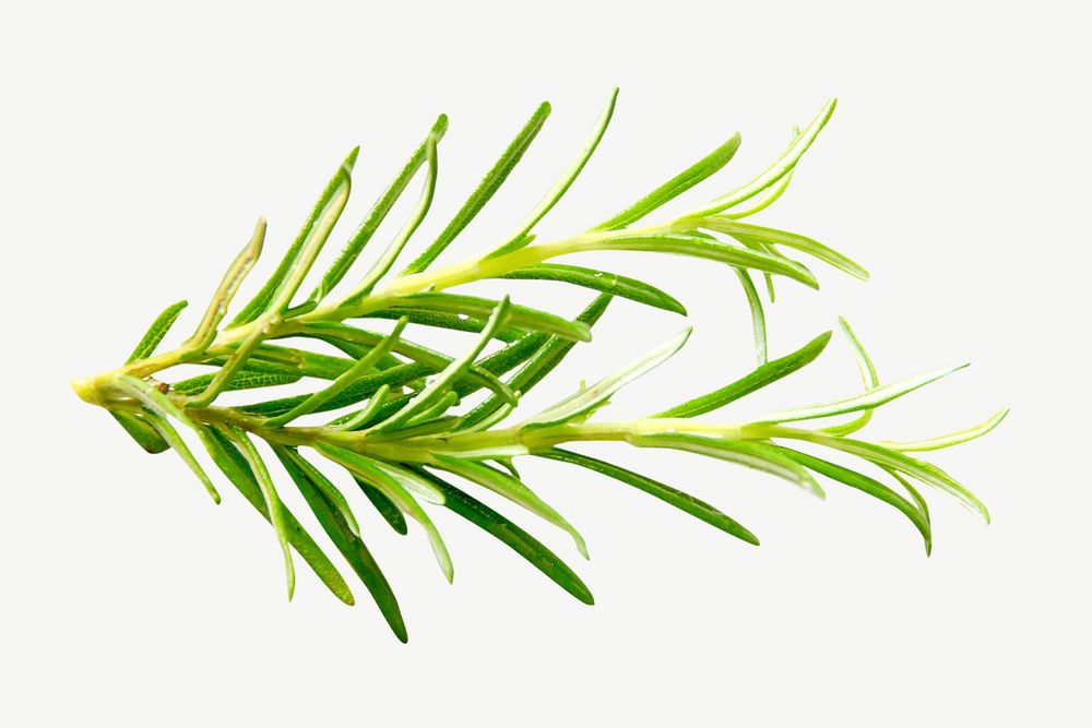 Fresh cooking rosemary herbs psd