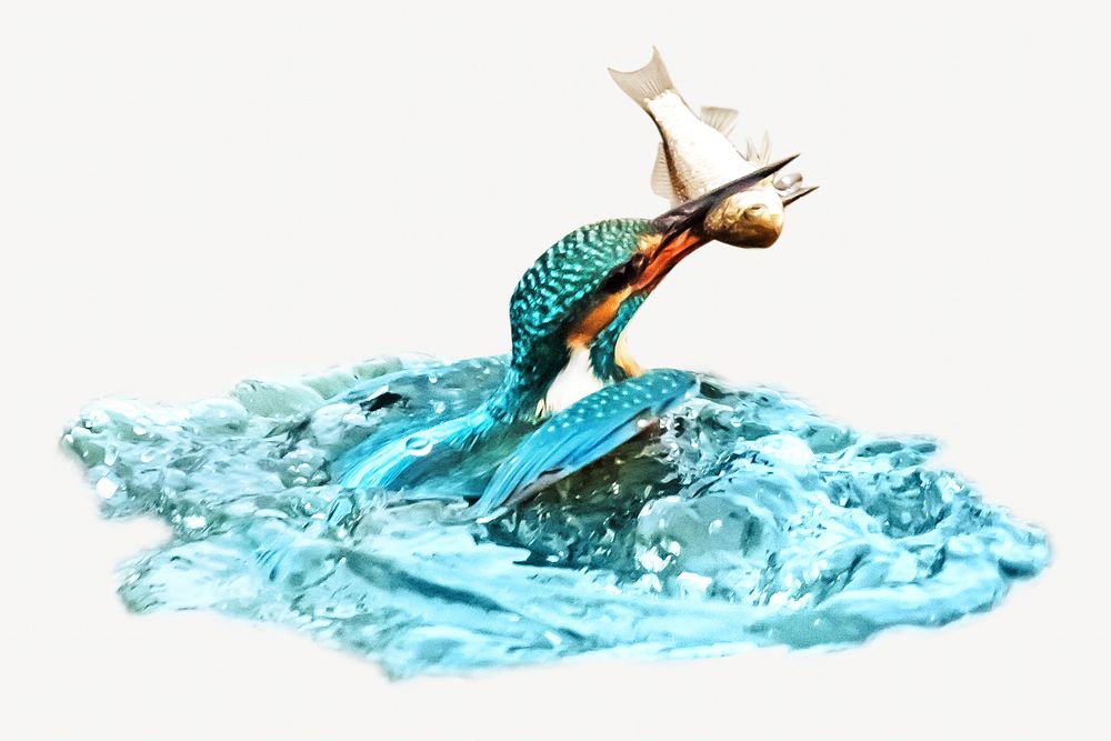 Fishing kingfisher, isolated design