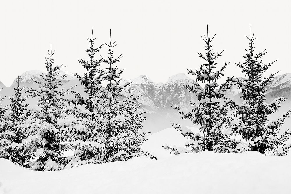 Winter snowy forest  border background