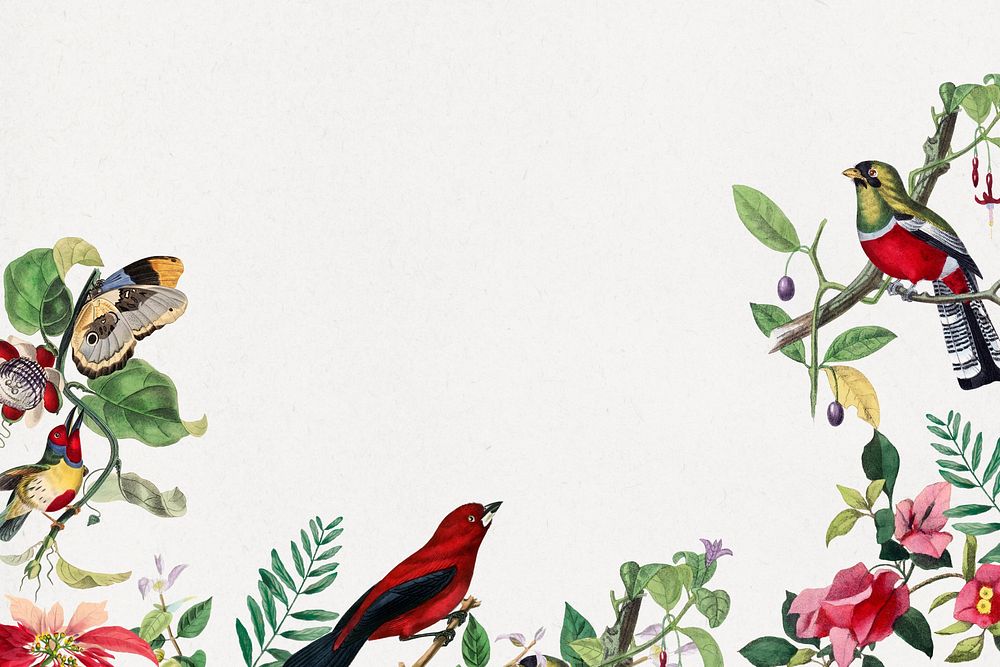 Tropical birds border background, botanical white design