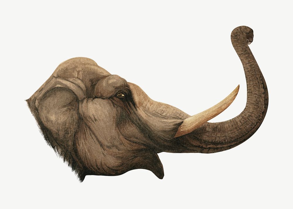 Elephant head, vintage animal illustration psd by Charles Maurice Detmold. Remixed by rawpixel.