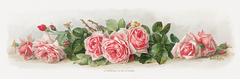 La France roses (1903), vintage flower illustration by Paul de Longpre. Original public domain image from the Library of…