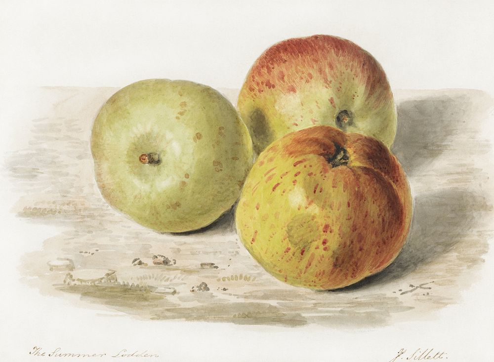 The Summer Lodden (1832), A Still Life Study of Three Apples by James Sillett. Original public domain image from Yale Center…