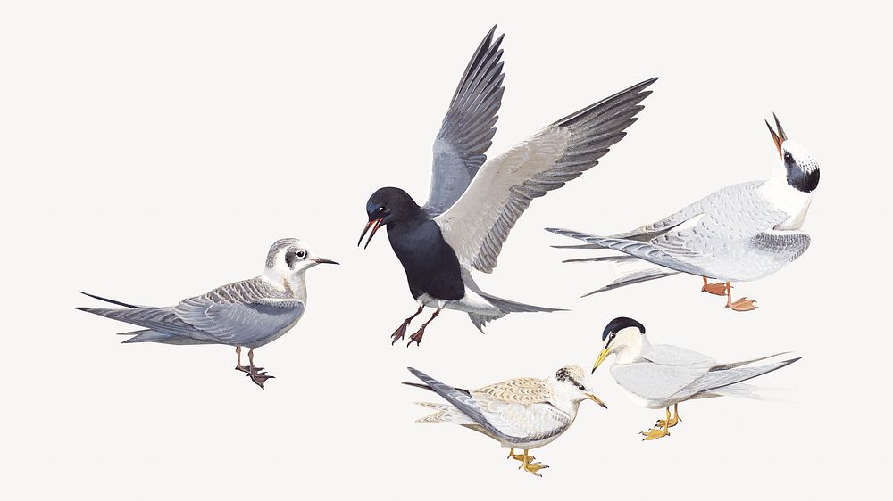Vintage sea birds illustration. Remixed by rawpixel. 