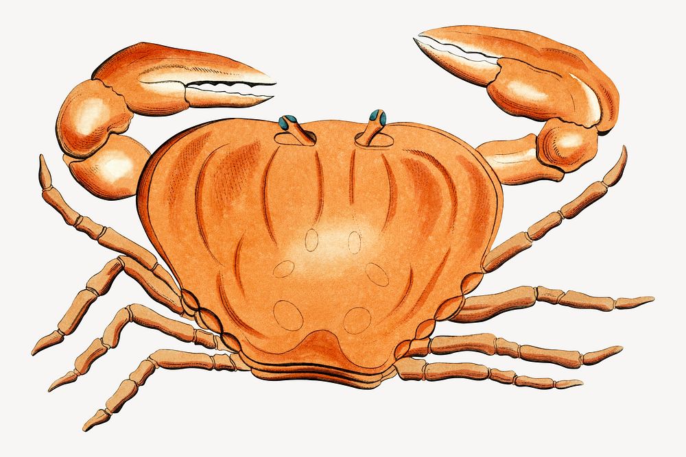 Vintage crab illustration. Remixed by rawpixel. 