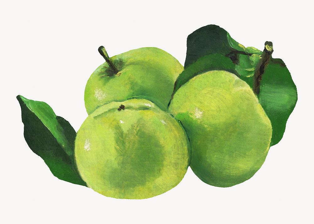 Vintage green apples illustration. Remixed by rawpixel. 