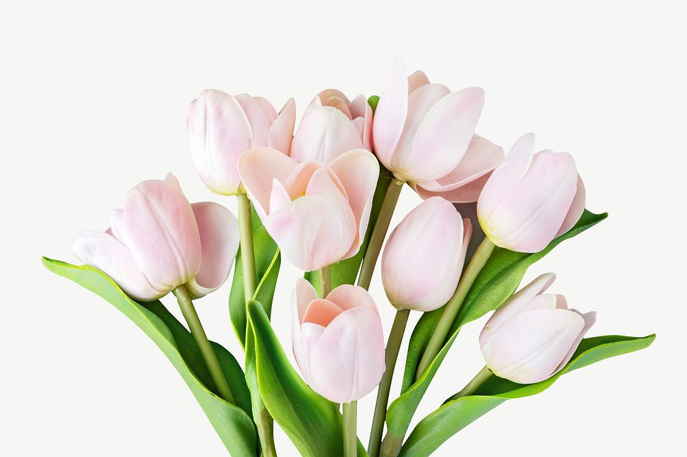 White tulip bunch psd
