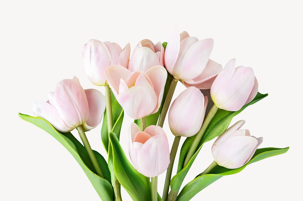 White tulip bouquet image, spring aesthetic