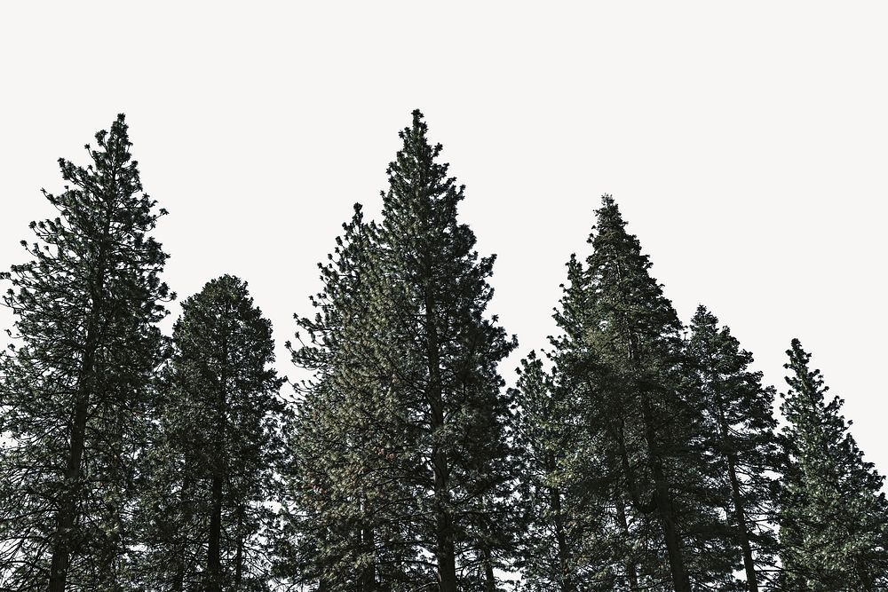 Pine trees border background