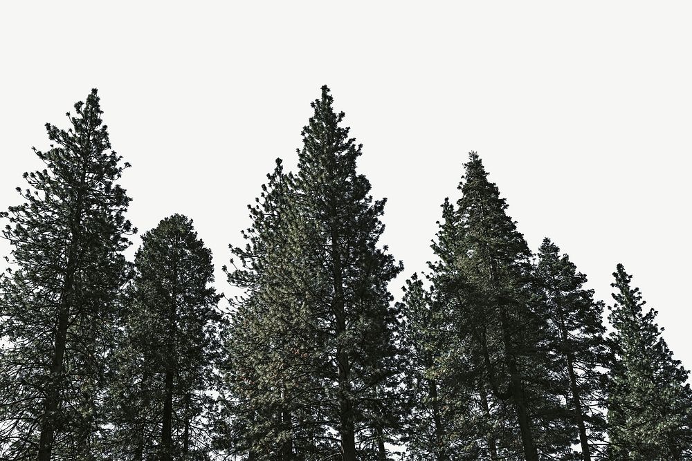 Pine trees border psd