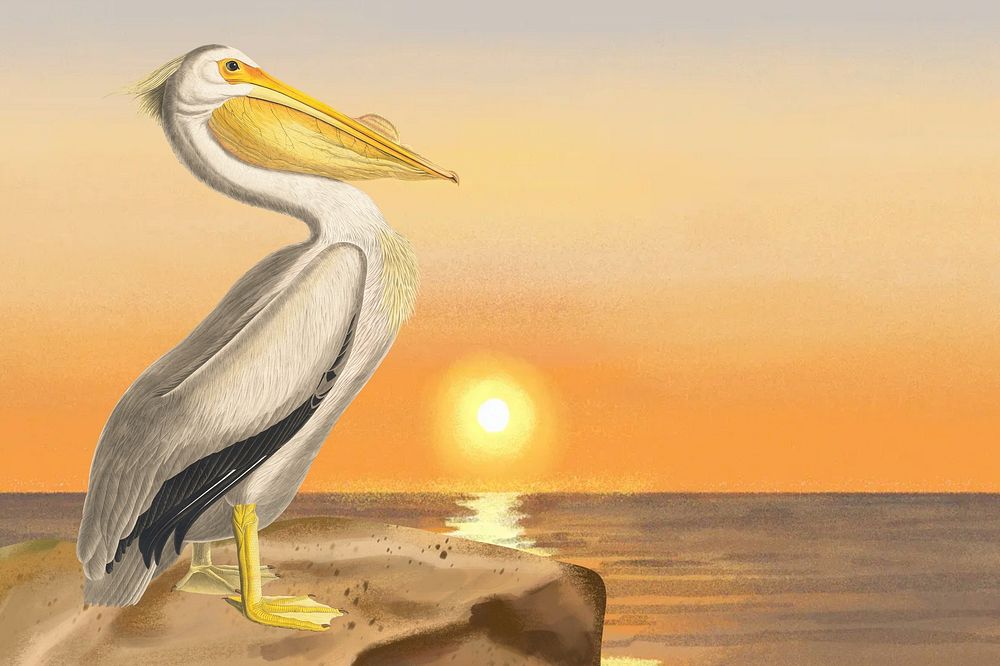 Pelican bird background, sunset drawing design
