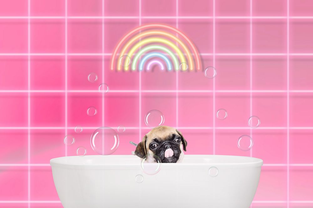 Bathing pug dog background pet animal