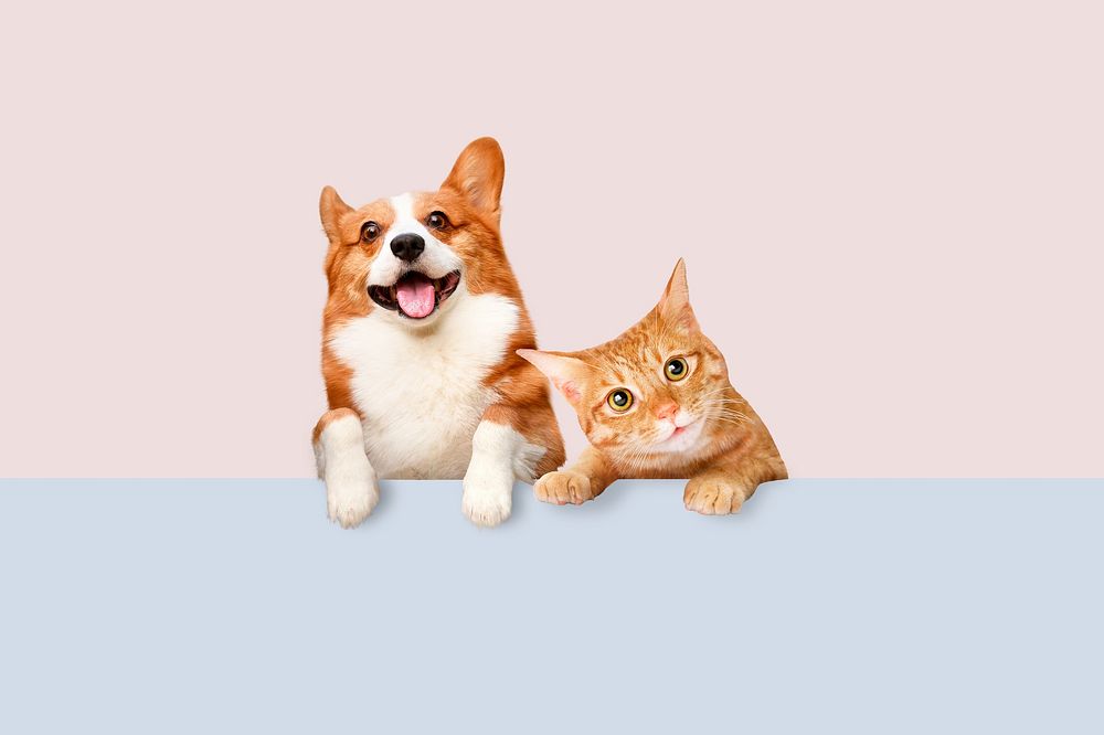 Cute pet animal background, Corgi dog and cat remix