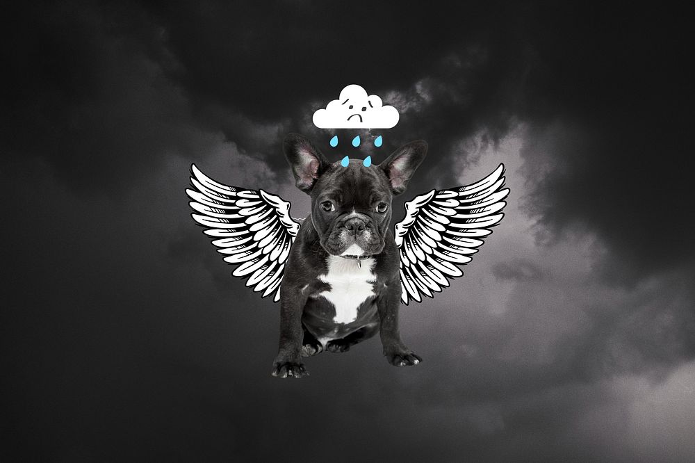 Black bulldog background, sad puppy remix