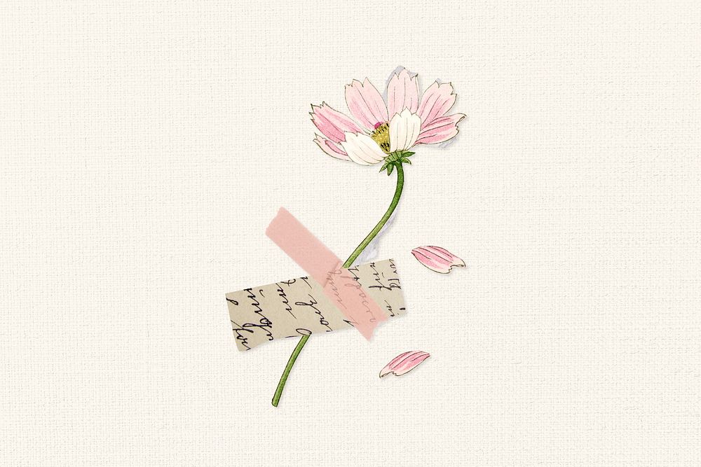 Pink cosmos flower, digital journal remix illustration