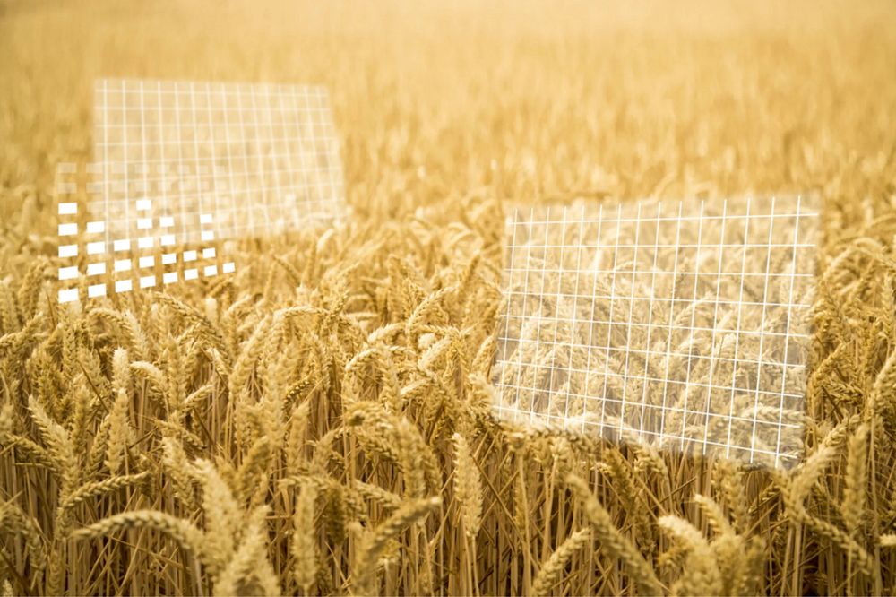 Agricultural technology, brown wheat field