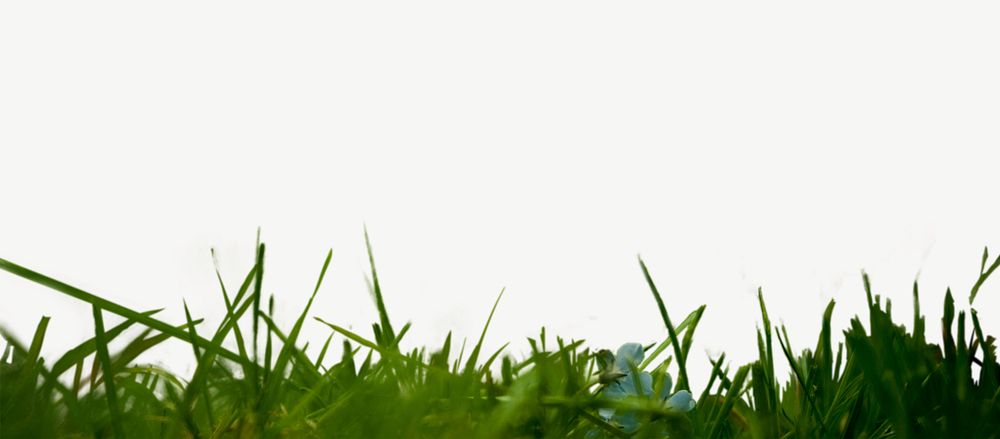 Green grass border element psd